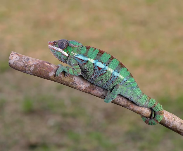 Gros plan de la tête d'une panthère caméléon