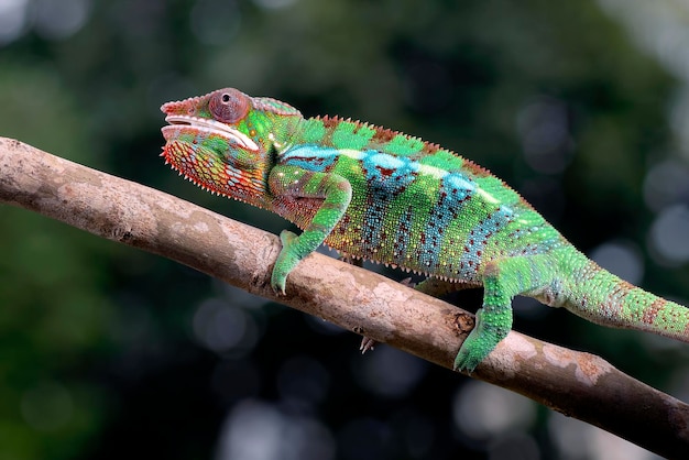 Gros plan de la tête d'une panthère caméléon