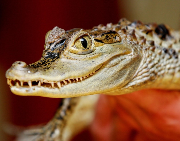 Gros plan sur la tête et la peau du crocodile