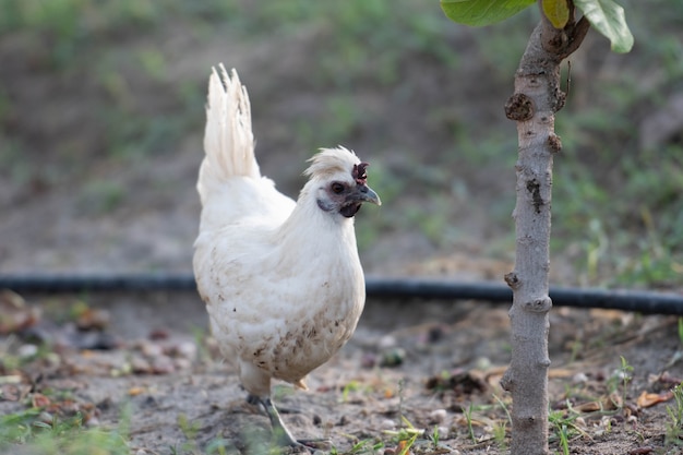 gros plan de la tête d'un poulet