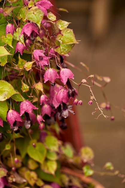 Gros plan de têtes de serpents violets fleurs fritillaires qui poussent et fleurissent sur des tiges vertes dans un pré de champ éloigné ou un jardin familial Détail texturé de plantes fritillaria meleagris fleurissant ou fleurissant