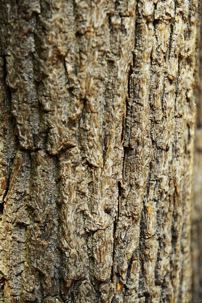 Gros plan de la texture en bois