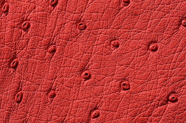 Gros Plan De La Texture En Cuir Rouge Transparente Pour Le Fond