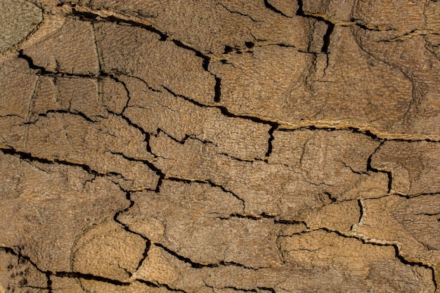 Gros plan sur la texture de l'écorce des arbres en arrière-plan