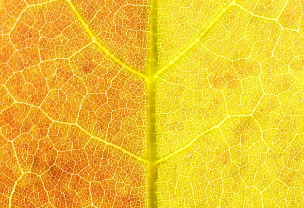 Photo gros plan de la texture de la feuille d'érable jaune macro photographie