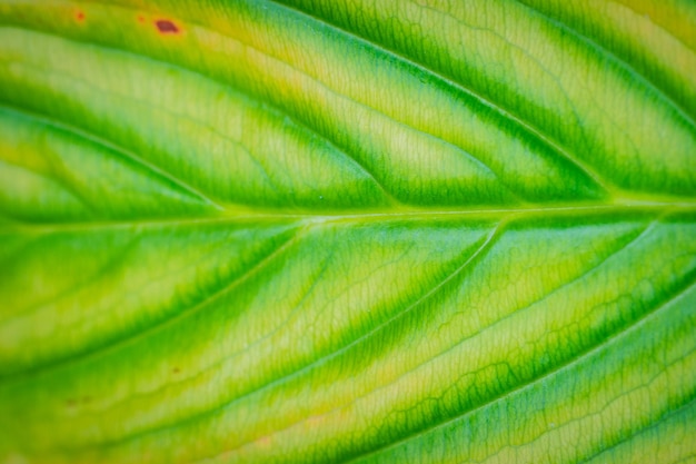 Photo gros plan de la texture de la feuille verte macro