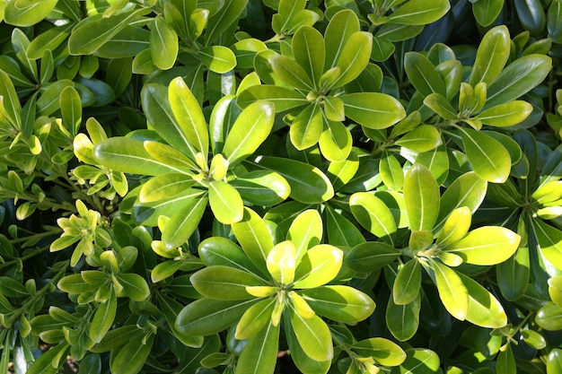 Gros plan de la texture de la feuille verte