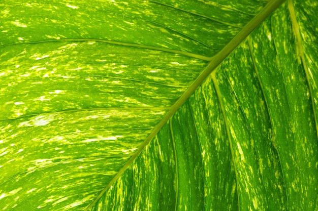 Gros plan de la texture des feuilles de bétel tacheté pour fond abstrait