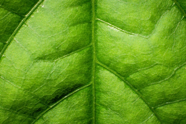 Gros plan de la texture des feuilles vertes fraîches.