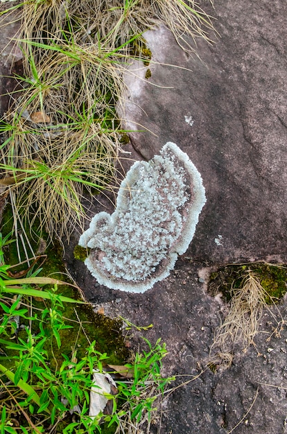 Photo gros plan de la texture de lichen pour le fond