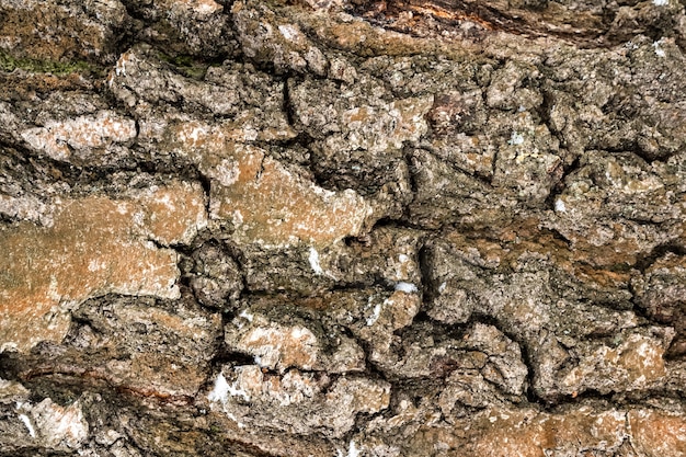 Gros plan de la texture rugueuse de l'écorce des arbres