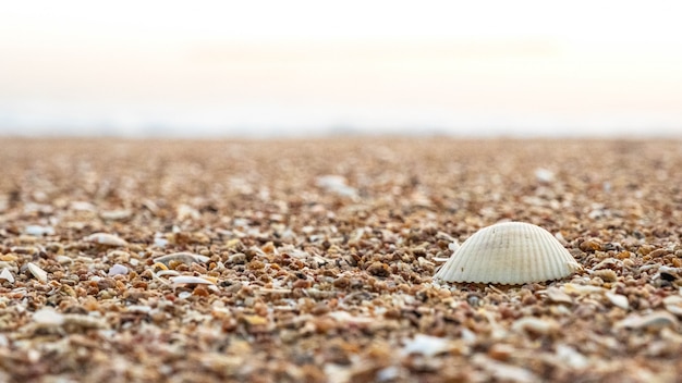 Gros plan, texture, sable, mer, coquilles, plage, mer