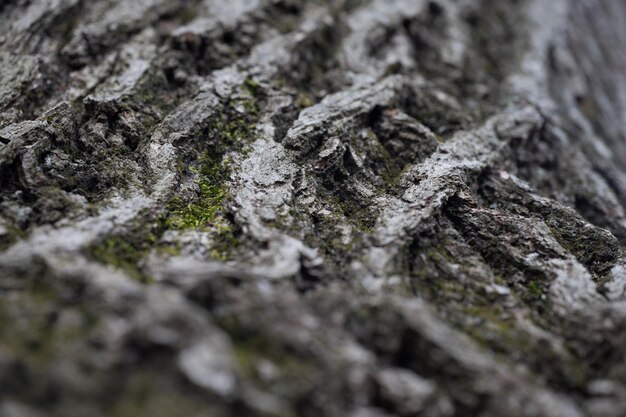 Un gros plan de la texture d'un tronc d'arbre.