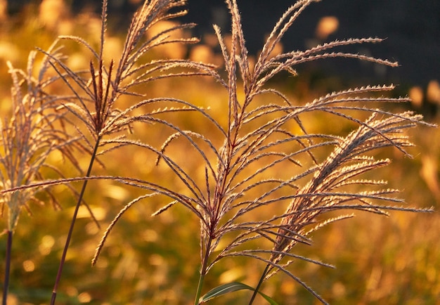 Un gros plan des tiges dans le champ au coucher du soleil