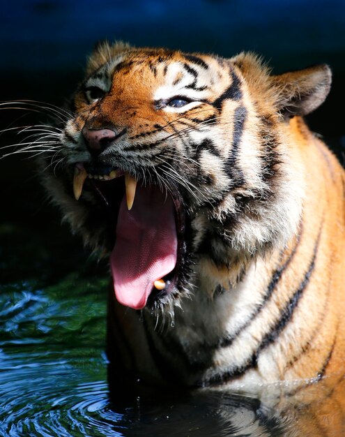 Un gros plan d'un tigre dans l'eau