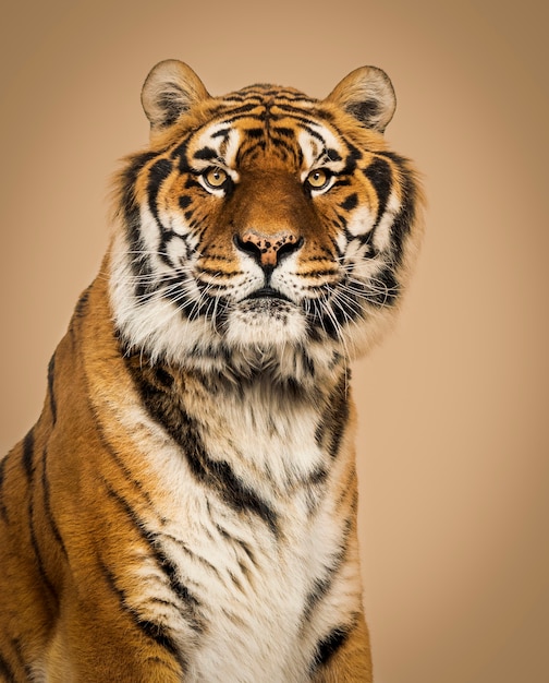 Gros plan sur un tigre mâle regardant la caméra, gros chat, isolé sur blanc