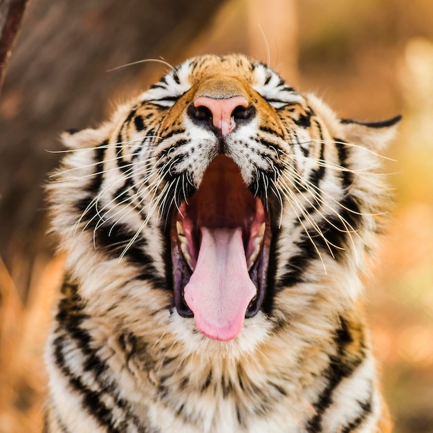 Un gros plan d'un tigre qui bâille à l'extérieur