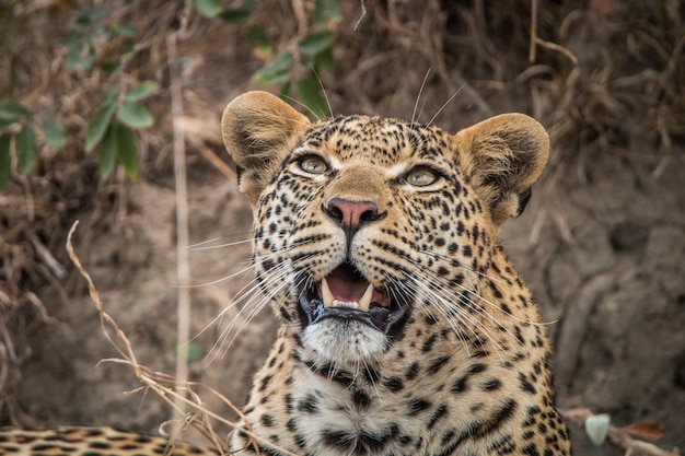 Un gros plan d'un tigre qui détourne son regard
