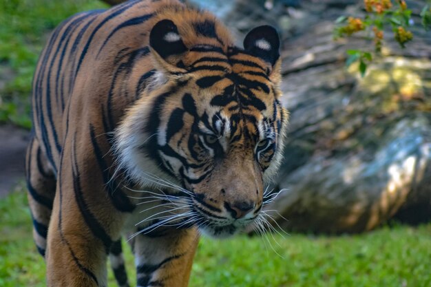 Photo un gros plan d'un tigre