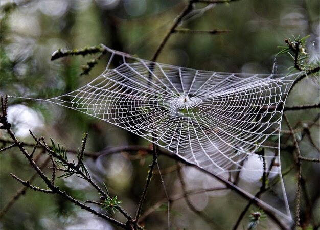 Photo un gros plan d'une toile d'araignée sur un arbre