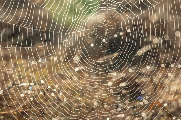 Gros plan sur une toile d'araignée dans des gouttes de rosée dans un champ tôt le matin ensoleillé.