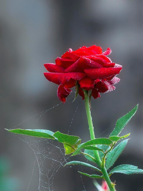 Photo un gros plan de la toile d'araignée sur une rose