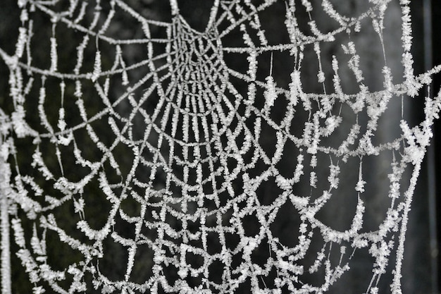 Photo un gros plan de la toile d'araignée