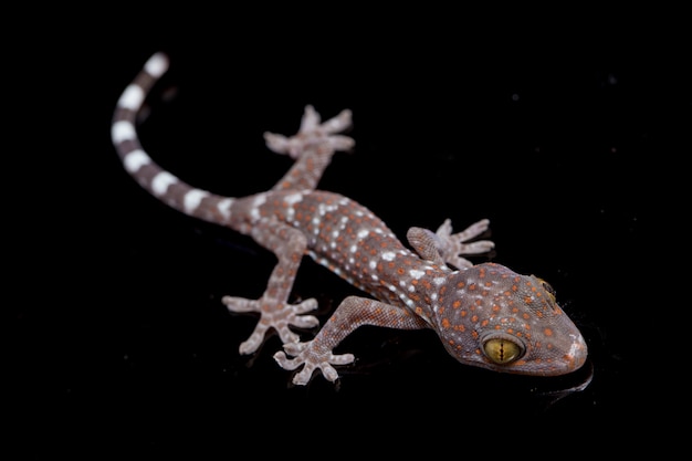 Gros plan Tokay Gecko