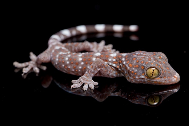 Gros plan Tokay Gecko