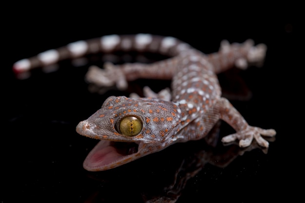 Gros plan Tokay Gecko