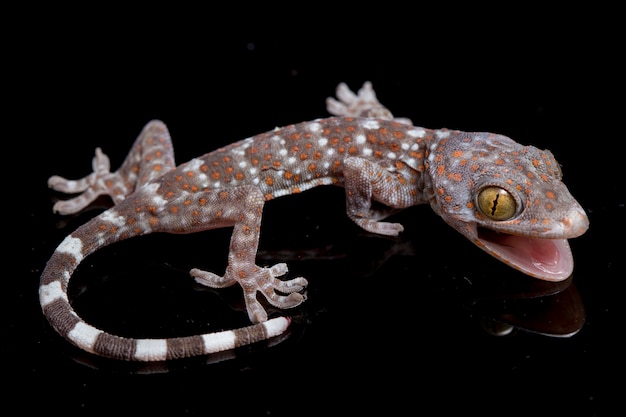 Gros plan Tokay Gecko