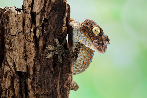 Gros plan Tokek bouche ouverte sur bois gros plan animal lézard tokek gros plan