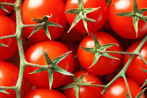 Gros plan de tomates cerises mûres