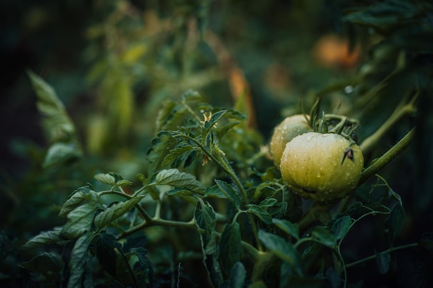 Gros plan de tomates poussant dans un potager Légumes sur des lits avec des gouttes d'eau Concept de produits biologiques et de mode de vie respectueux de l'environnement