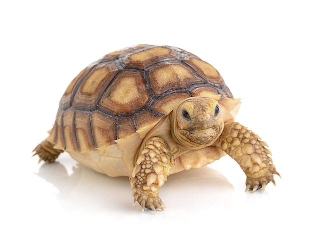 Un gros plan d'une tortue sur un fond blanc