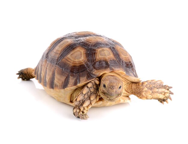 Un gros plan d'une tortue sur un fond blanc