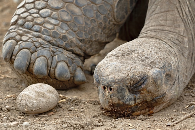 Photo gros plan sur la tortue des galapagos avec un œuf