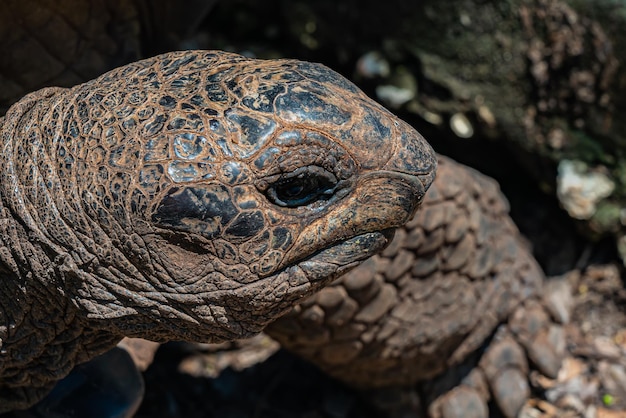 Gros plan sur la tortue géante d'Aldabra, tortue à Zanzibar, en Tanzanie.