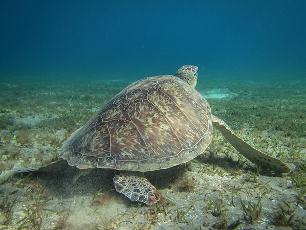 Gros plan sur la tortue verte appelée Chelonia Mydas