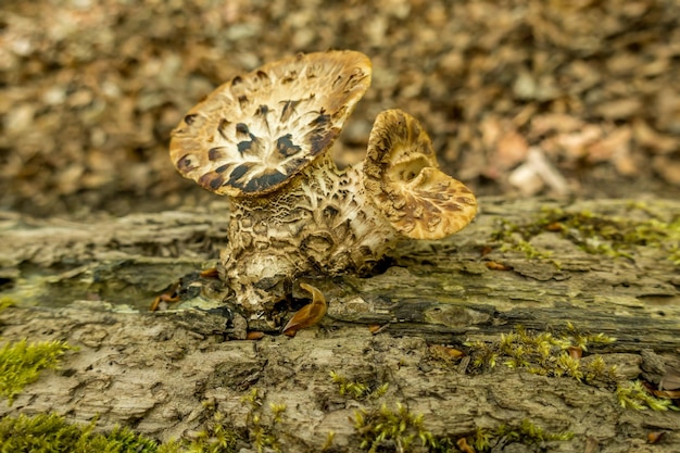 Photo un gros plan d'une tortue