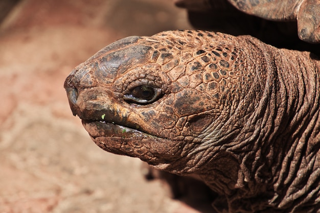 Gros plan d'une tortue