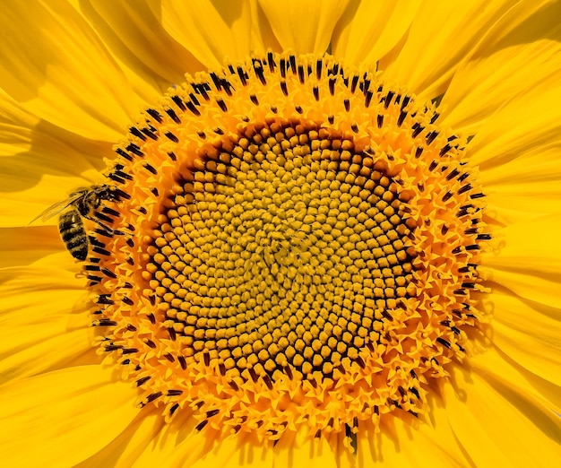 Un gros plan d'un tournesol avec une abeille dessus