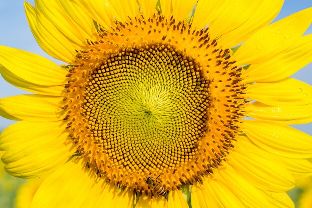 Gros plan tournesol avec abeille