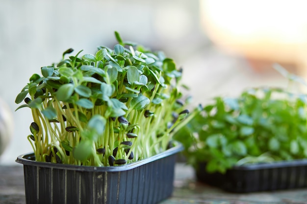 Gros plan de tournesol basilic dans la boîte, germination de microgreens, germination des graines à la maison