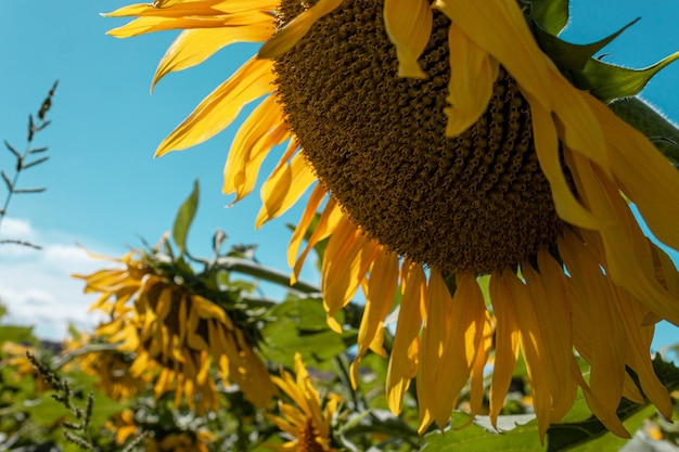 gros plan, de, les, tournesol, champ, paysage