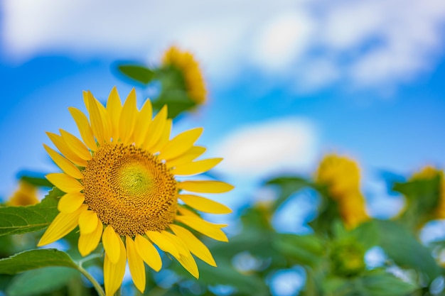 Un gros plan d'un tournesol avec le ciel en arrière-plan