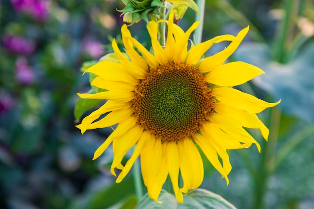 Gros plan de tournesol dans le champ Fond naturel de tournesol