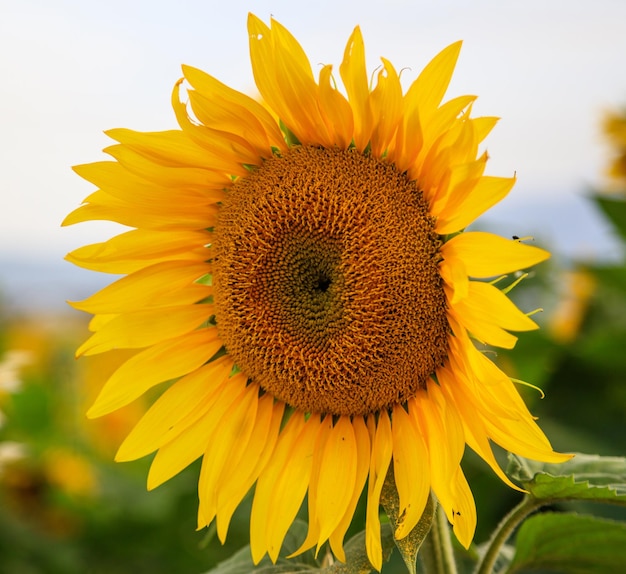 Gros plan de tournesol en fleurs