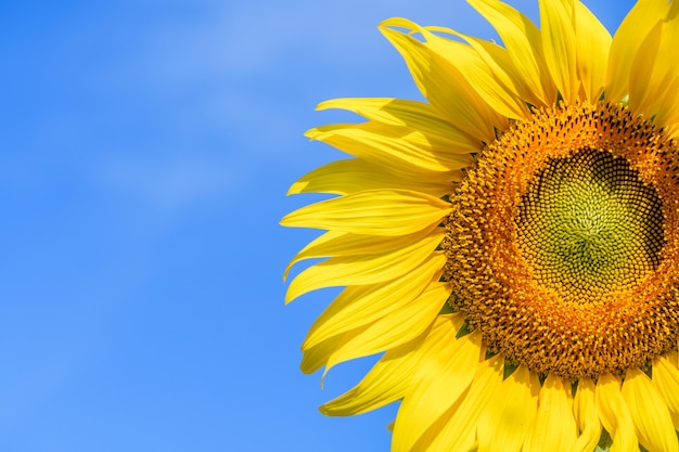 Gros plan de tournesol sur fond bleu au champ de tournesol