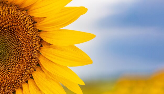 Gros plan de tournesol frais contre le ciel bleu.